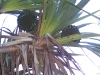 Fruit du vacoa.jpg